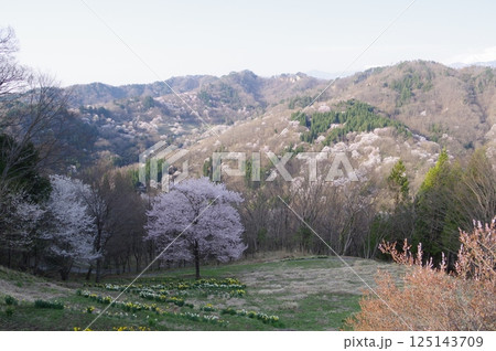 信州　安曇野　池田町　桜仙峡（おうせんきょう）の山桜風景（陸郷山桜）　2025年撮影 125143709