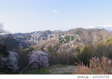信州　安曇野　池田町　桜仙峡（おうせんきょう）の山桜風景（陸郷山桜）　2025年撮影 125143710