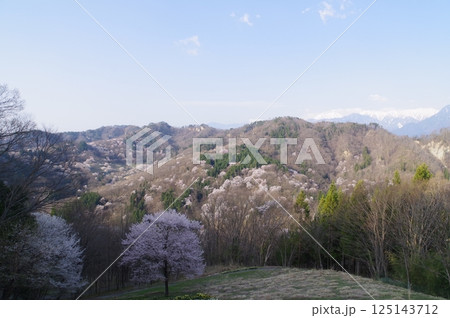 信州 安曇野 池田町 桜仙峡(おうせんきょう)の山桜風景(陸郷山桜) 2025年撮影 信州 安曇野 池田町 桜仙峡(おうせんきょう)の山桜風景(陸郷山桜) 2025年撮影 125143712