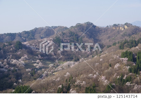 信州 安曇野 池田町 桜仙峡(おうせんきょう)の山桜風景(陸郷山桜) 2025年撮影 信州 安曇野 池田町 桜仙峡(おうせんきょう)の山桜風景(陸郷山桜) 2025年撮影 125143714