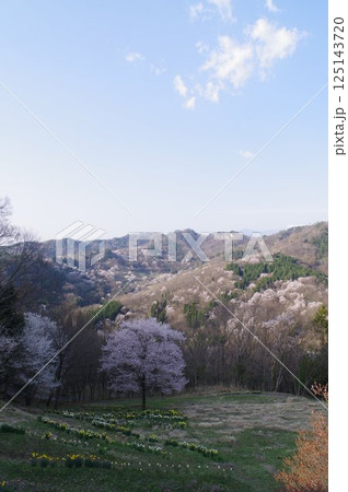 信州 安曇野 池田町 桜仙峡(おうせんきょう)の山桜風景(陸郷山桜) 2025年撮影 信州 安曇野 池田町 桜仙峡(おうせんきょう)の山桜風景(陸郷山桜) 2025年撮影 125143720