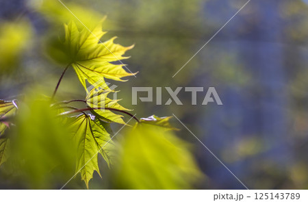Close-up of young green maple leaves bursting with spring sunlight on a blurred blue background. Copy space, for text 125143789