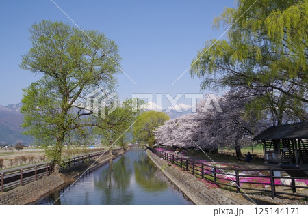 信州　安曇野　北アルプス常念岳と拾ヶ堰（じっかせぎ）　春　桜のある風景　安曇野人気撮影ポイント 125144171