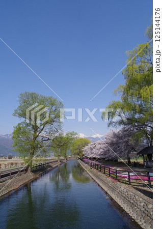 信州　安曇野　北アルプス常念岳と拾ヶ堰（じっかせぎ）　春　桜のある風景　安曇野人気撮影ポイント 125144176