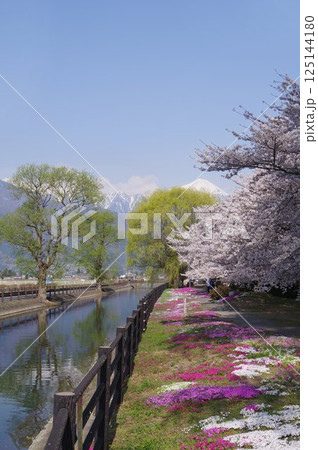 信州　安曇野　北アルプス常念岳と拾ヶ堰（じっかせぎ）　春　桜のある風景　安曇野人気撮影ポイント 125144180