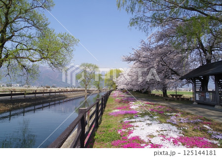 信州 安曇野 北アルプス常念岳と拾ヶ堰(じっかせぎ) 春 桜のある風景 安曇野人気撮影ポイント 信州 安曇野 北アルプス常念岳と拾ヶ堰(じっかせぎ) 春 桜のある風景 安曇野人気撮影ポイント 125144181