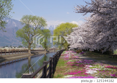 信州　安曇野　北アルプス常念岳と拾ヶ堰（じっかせぎ）　春　桜のある風景　安曇野人気撮影ポイント 125144182
