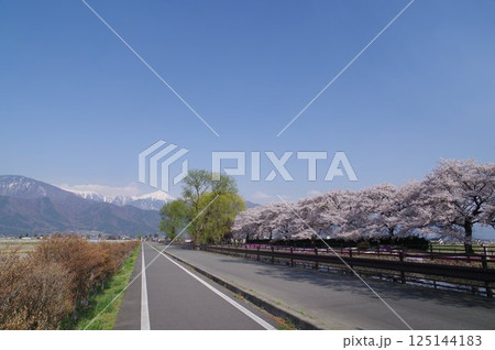 信州 安曇野 北アルプス常念岳と拾ヶ堰(じっかせぎ) 春 桜のある風景 安曇野人気撮影ポイント 信州 安曇野 北アルプス常念岳と拾ヶ堰(じっかせぎ) 春 桜のある風景 安曇野人気撮影ポイント 125144183