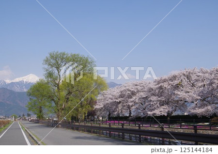 信州 安曇野 北アルプス常念岳と拾ヶ堰(じっかせぎ) 春 桜のある風景 安曇野人気撮影ポイント 信州 安曇野 北アルプス常念岳と拾ヶ堰(じっかせぎ) 春 桜のある風景 安曇野人気撮影ポイント 125144184