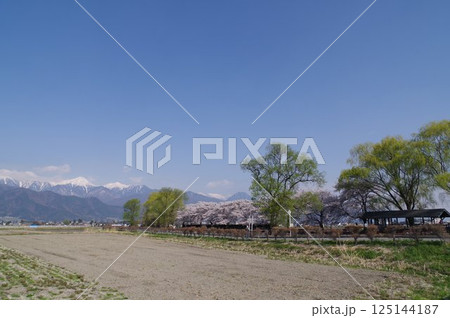 信州 安曇野 北アルプス常念岳と拾ヶ堰(じっかせぎ) 春 桜のある風景 安曇野人気撮影ポイント 信州 安曇野 北アルプス常念岳と拾ヶ堰(じっかせぎ) 春 桜のある風景 安曇野人気撮影ポイント 125144187