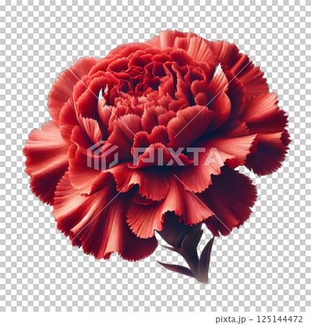 花の王道・赤いカーネーション 125144472