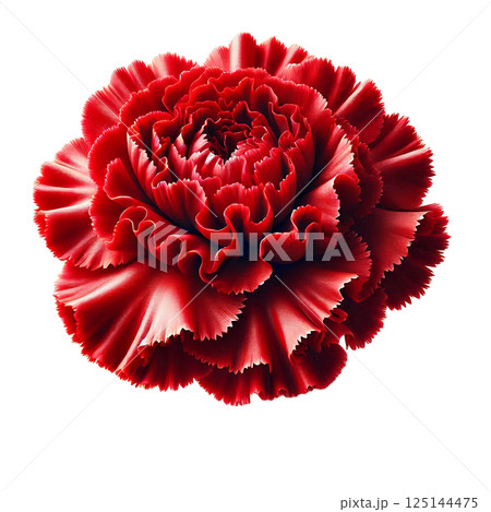 花の王道・赤いカーネーション 125144475