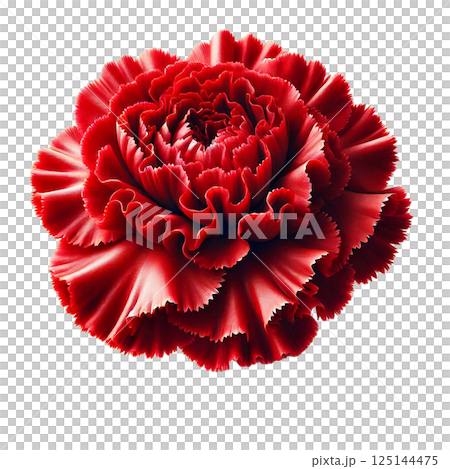 花の王道・赤いカーネーション 125144475