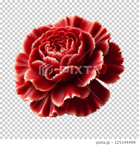 花弁のリアルな美しさ 125144499