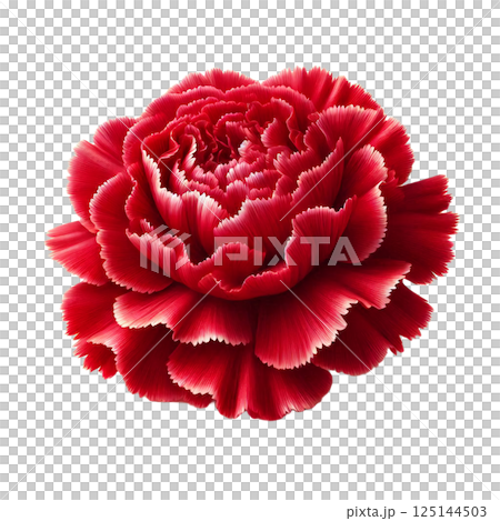 花弁のリアルな美しさ 125144503
