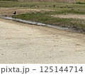 河川敷に居る鳩の群れとこっちを見てる黒い鳥 125144714