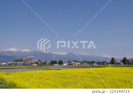信州 春の安曇野 残雪の北アルプス常念岳を望む牧歌風景 桜と菜の花畑 信州 春の安曇野 残雪の北アルプス常念岳を望む牧歌風景 桜と菜の花畑 125144723