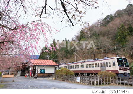 秩父鉄道「枝垂れ桜咲く武州日野駅を通過する急行電車」 125145473