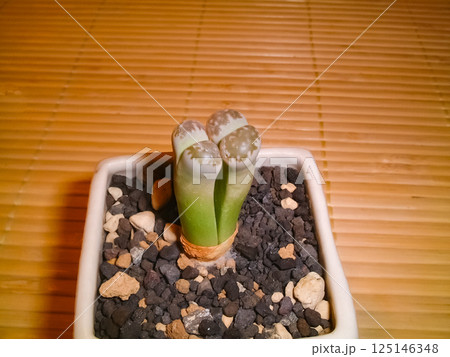 個性的な姿が魅力のリトープスの鉢植え 個性的な姿が魅力のリトープスの鉢植え 125146348