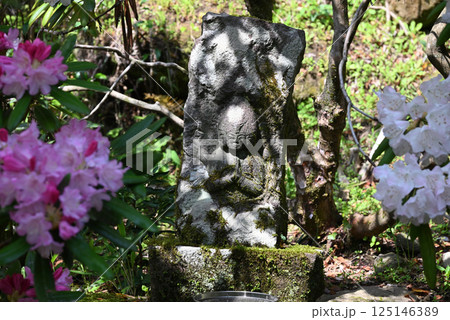 高野寺のシャクナゲ 125146389