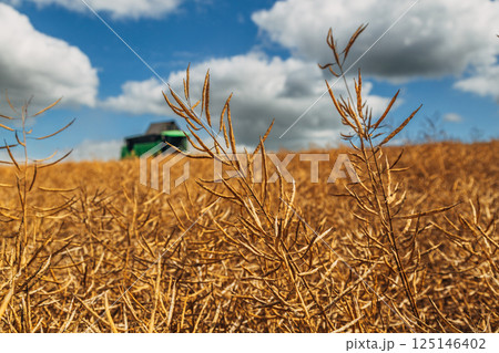 Rapeseed Brassica napus, ripe dry rapeseed in the field. Rapeseed stems before harvesting. Rapeseed Brassica napus, ripe dry rapeseed in the field. Rapeseed stems before harvesting. 125146402