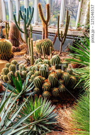 Variety of beautiful desert cactus landscaping in greenhouse of botanical garden 125146537