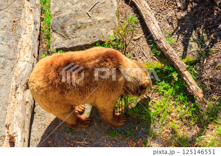 Bear in Bear Pit in Bern, Switzerland. Bear is a symbol of Bern city 125146551
