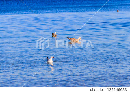 Flock of seagulls swimming in the Baltic sea 125146688