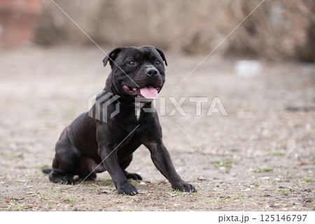 A black purebred Staffordshire Bull Terrier sits attentively outdoors awaiting a command from its owner, displaying playful behavior and bright energy and obedience. 125146797