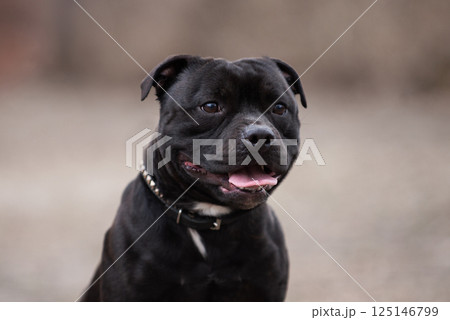 Playful black dog in a relaxed outdoor setting enjoying a sunny day with a joyful demeanor and expressive features Staffordshire Bull Terrier 125146799