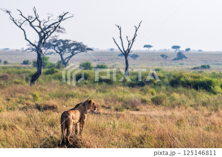 Female lion in the Serengeti Female lion in the Serengeti 125146811