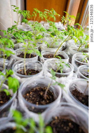 Small seedling pots with young sprouts on a windowsill. Concept of home gardening and vegetable planting preparation. 125146836