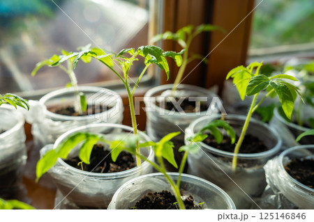 Small seedling pots with young sprouts on a windowsill. Concept of home gardening and vegetable planting preparation. 125146846