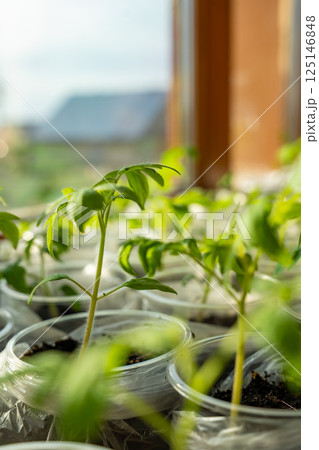 Small seedling pots with young sprouts on a windowsill. Concept of home gardening and vegetable planting preparation. 125146848