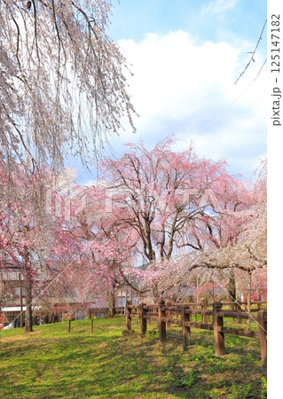 秩父清雲寺のしだれ桜 125147182