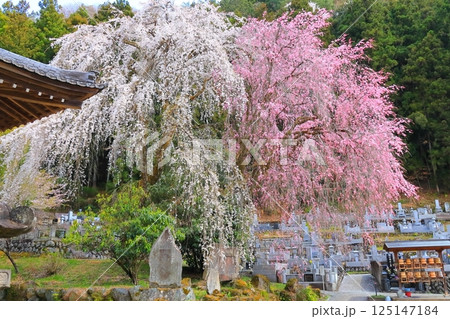 秩父清雲寺のしだれ桜 秩父清雲寺のしだれ桜 125147184