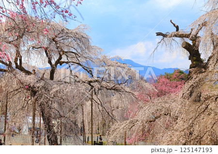 秩父清雲寺のしだれ桜 秩父清雲寺のしだれ桜 125147193