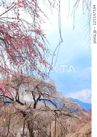 秩父清雲寺のしだれ桜 秩父清雲寺のしだれ桜 125147194