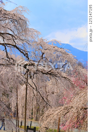 秩父清雲寺のしだれ桜 125147195