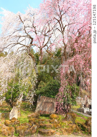 秩父清雲寺のしだれ桜 秩父清雲寺のしだれ桜 125147198