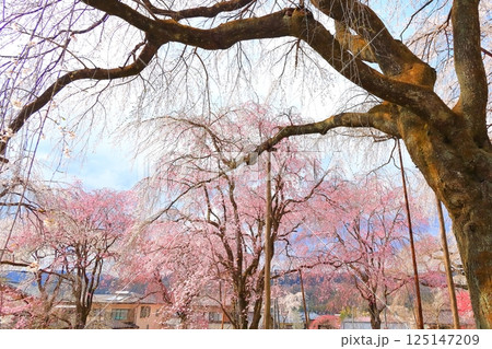 秩父清雲寺のしだれ桜 125147209