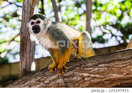 Squirrel monkey on a branch in a zoo Squirrel monkey on a branch in a zoo 125147453