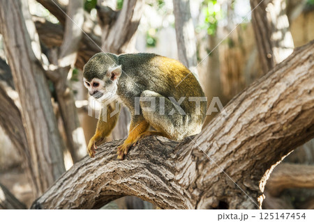 Squirrel monkey on a tree in a zoo Squirrel monkey on a tree in a zoo 125147454