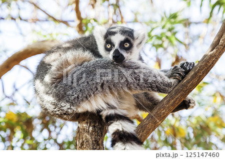 Ring-tailed Lemur, sitting on a branch in a zoo 125147460