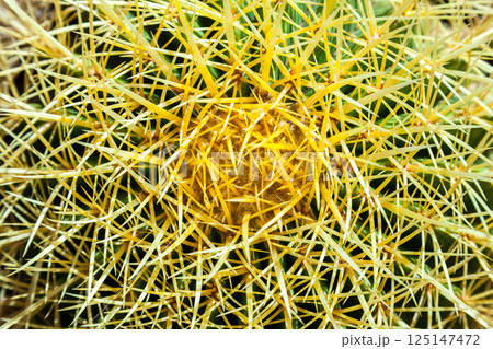 Cactus, view from above, close up Cactus, view from above, close up 125147472