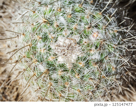 Cactus, view from above, close up 125147477