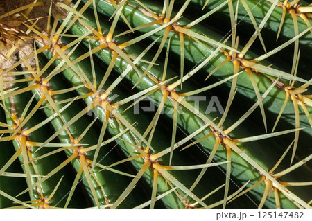 Cactus, view from above, close up 125147482