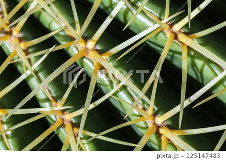 Cactus, view from above, close up Cactus, view from above, close up 125147483