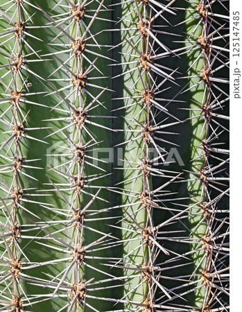 Cactus, side view, close up 125147485
