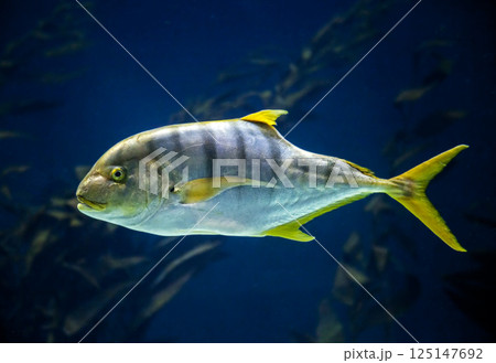 Exotic Fish Swimming in Water Exotic Fish Swimming in Water 125147692